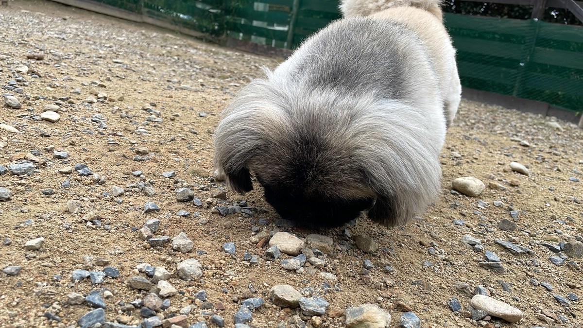 ドッグラン京都