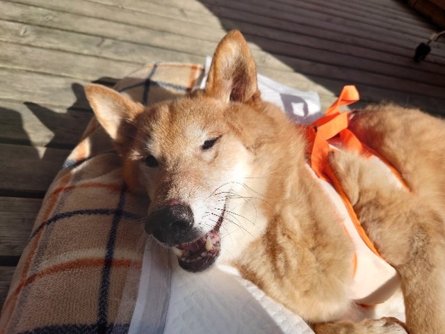 大阪の老犬ホーム