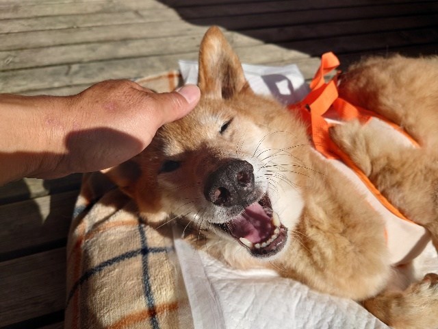 ドッグホテル京都