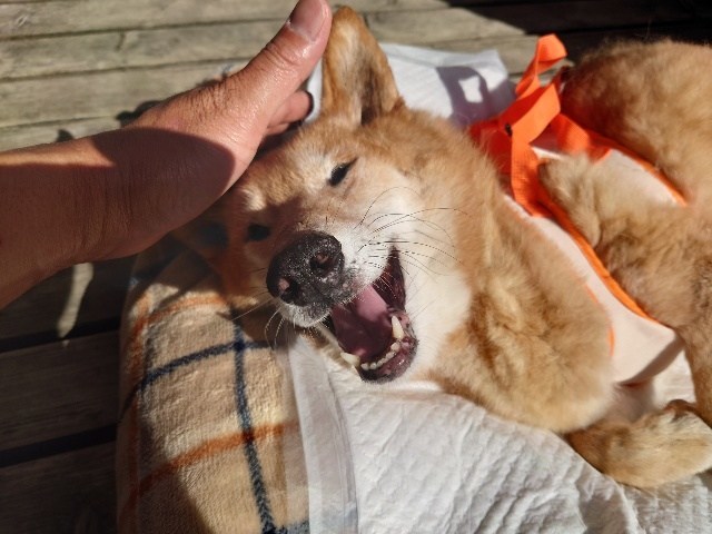 京都の老犬ホーム