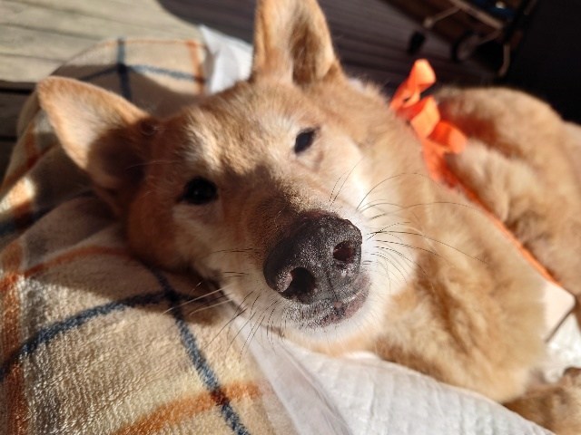 京都の老犬ホーム
