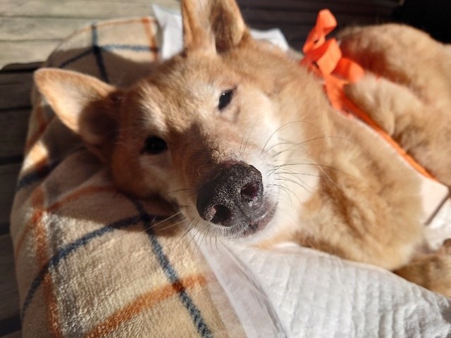 大阪の老犬ホーム