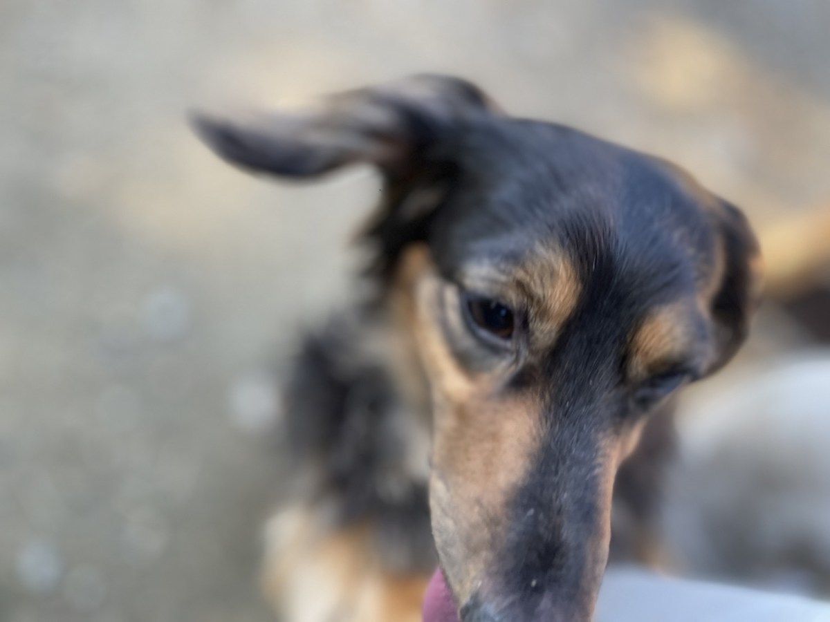 老犬ホーム大阪