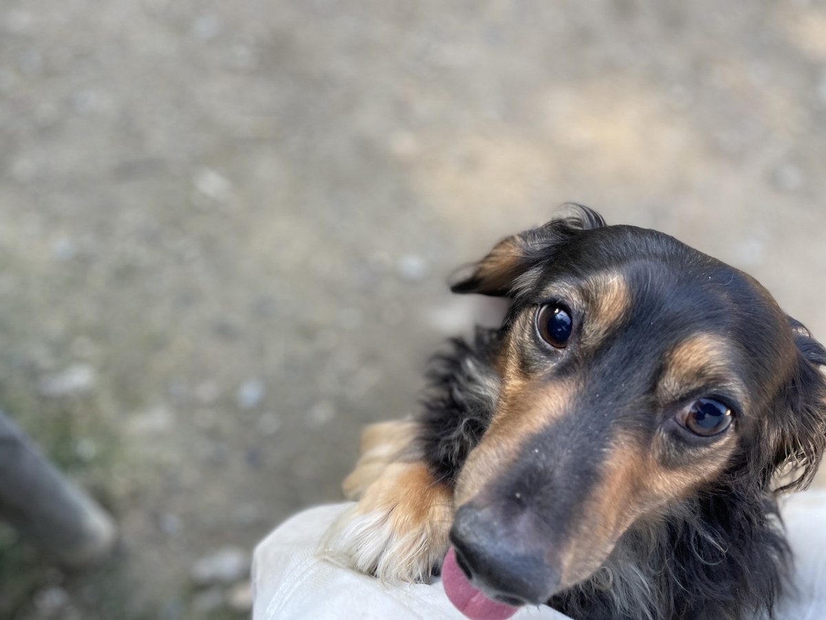 京都の老犬ホーム