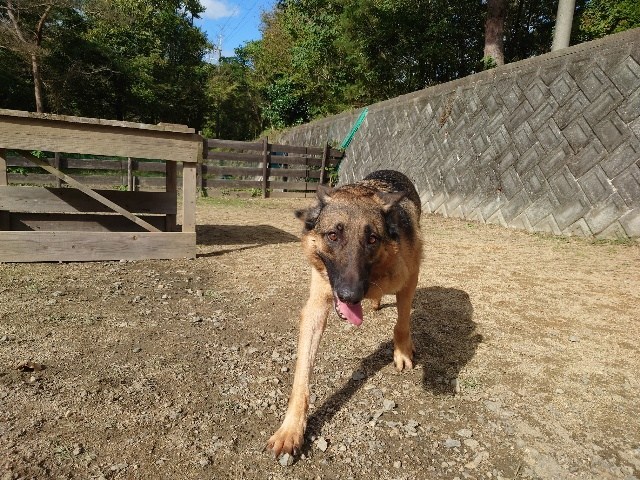 老犬ホーム大阪