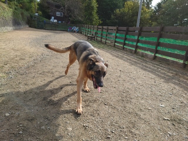 大阪の老犬ホーム
