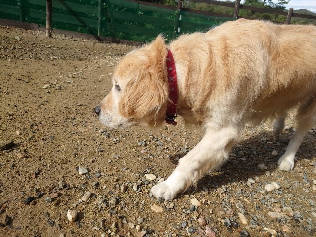 老犬ホーム大阪