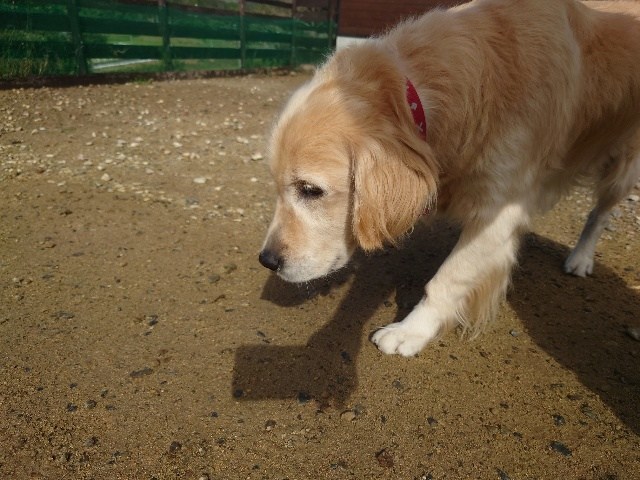 大阪の老犬ホーム