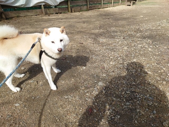 ドッグホテル京都