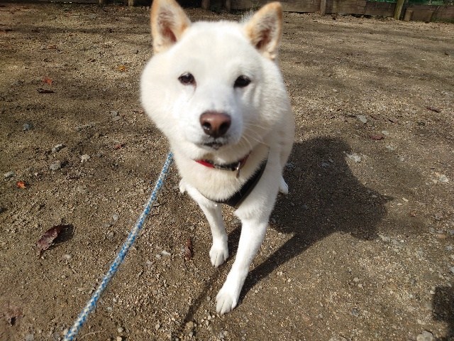 大阪の老犬ホーム