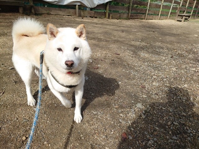 京都の老犬ホーム