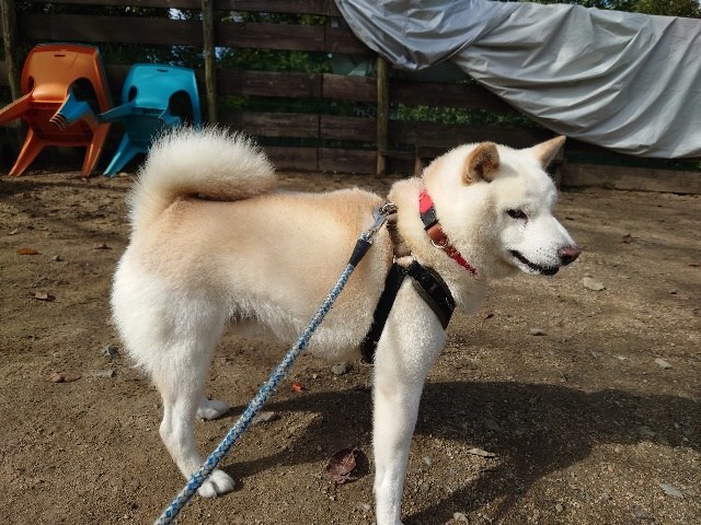 京都のドッグラン