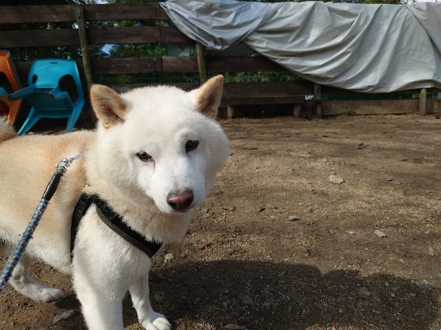 大阪の老犬ホーム