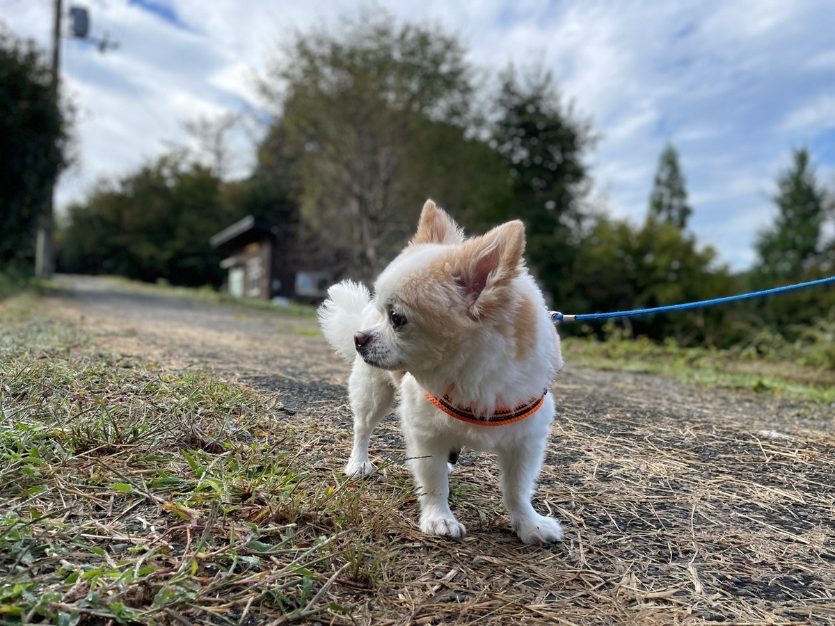 老犬ホーム大阪