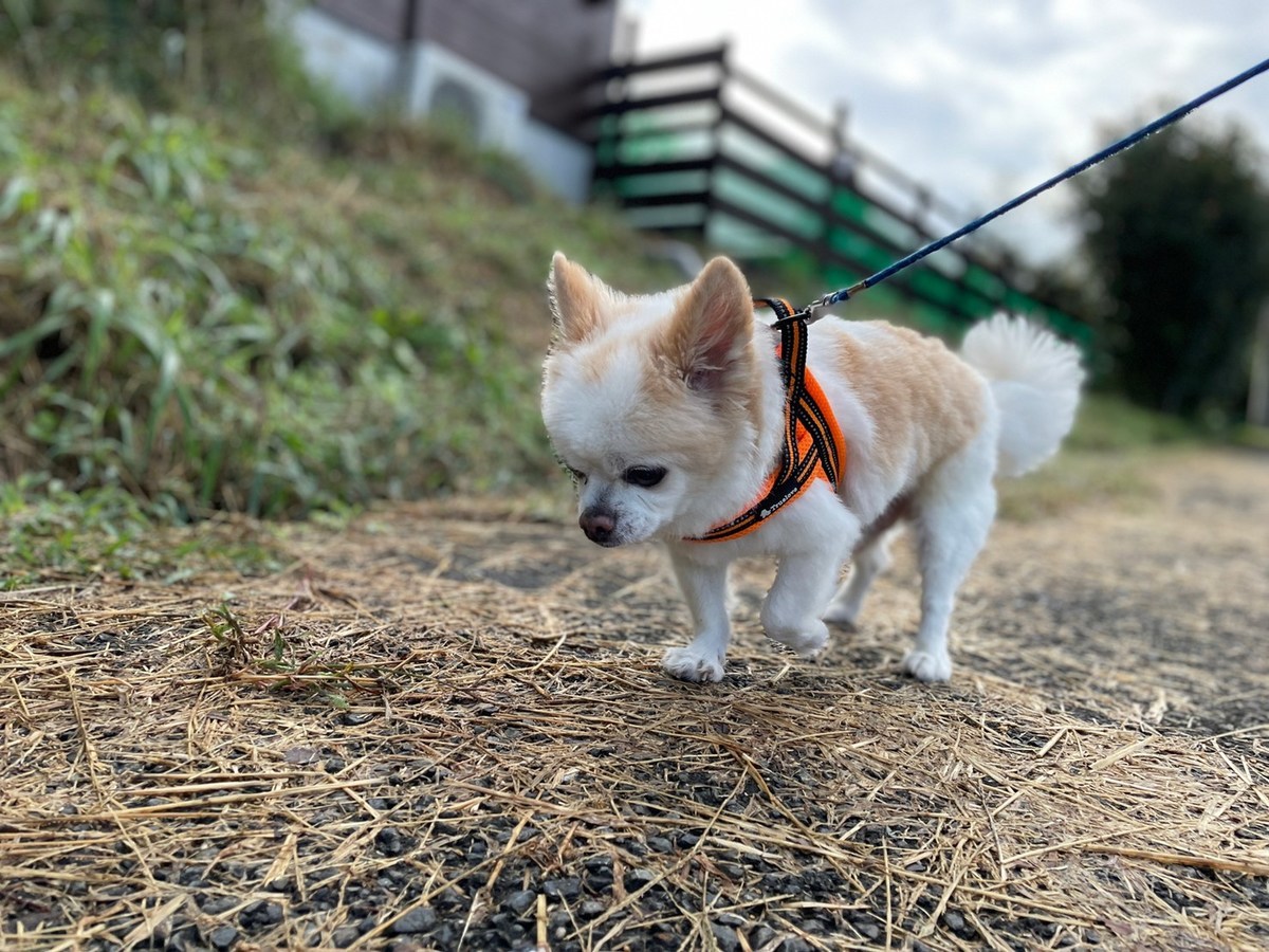 大阪の老犬ホーム