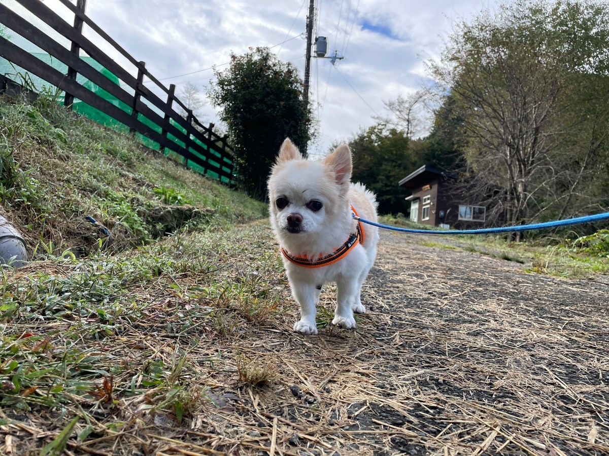 老犬ホーム大阪