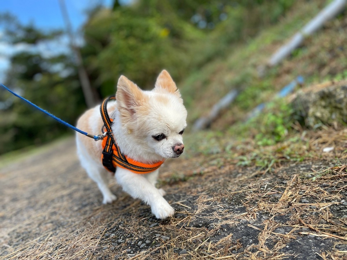 ドッグラン京都