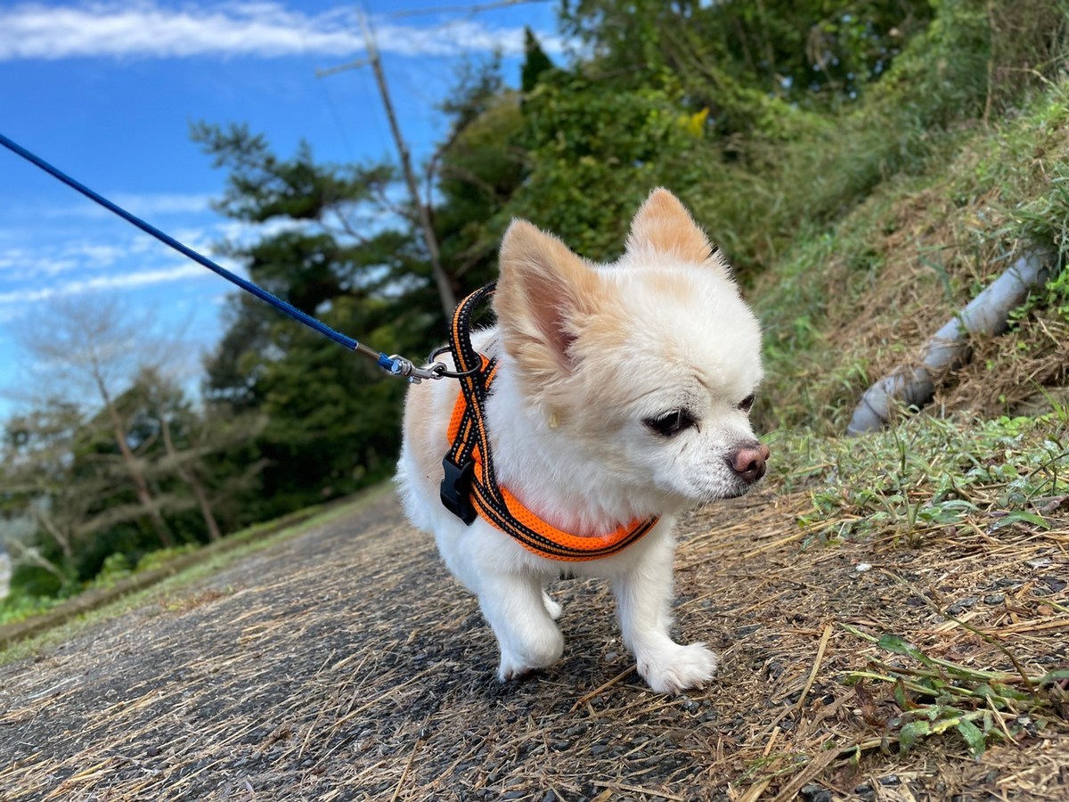 大阪の老犬ホーム