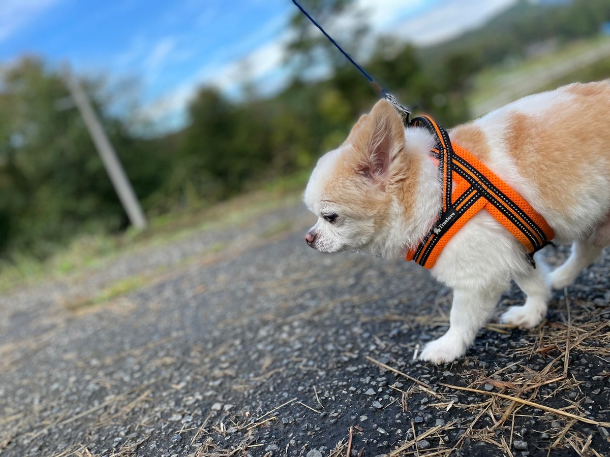 老犬ホーム大阪