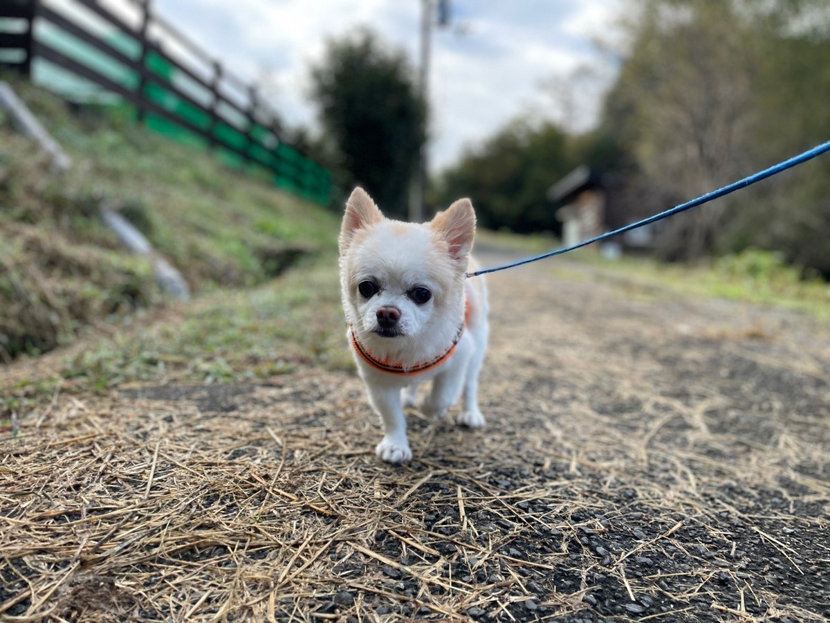 大阪の老犬ホーム