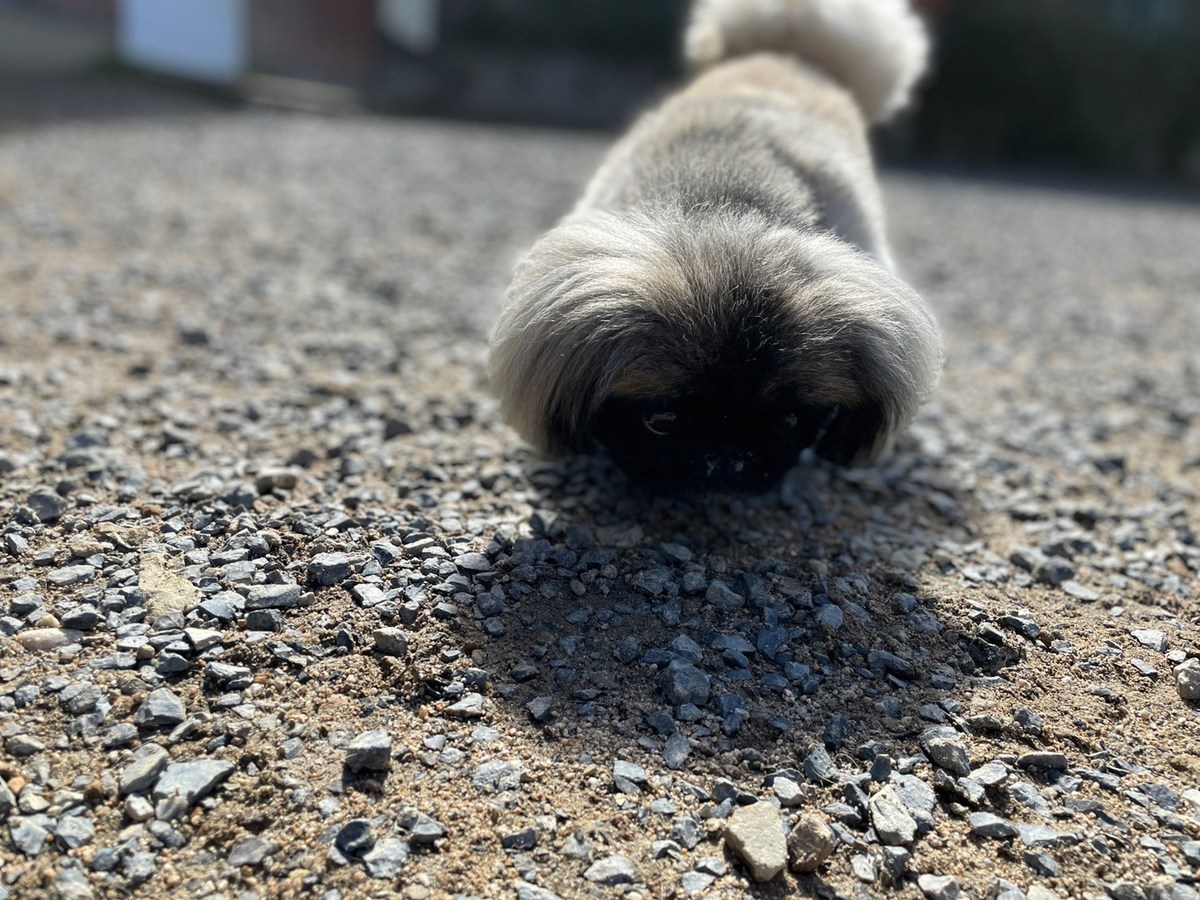 大阪の老犬ホーム