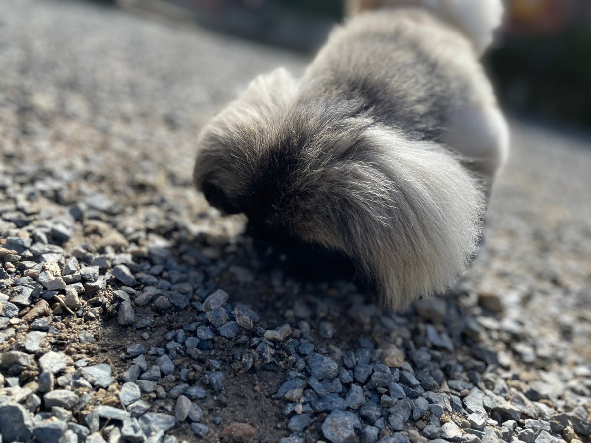 京都の老犬ホーム