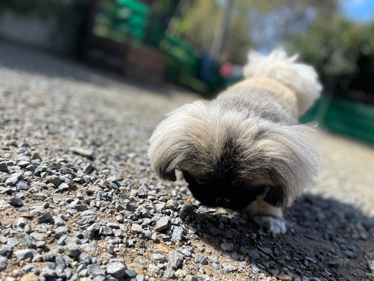 京都の老犬ホーム