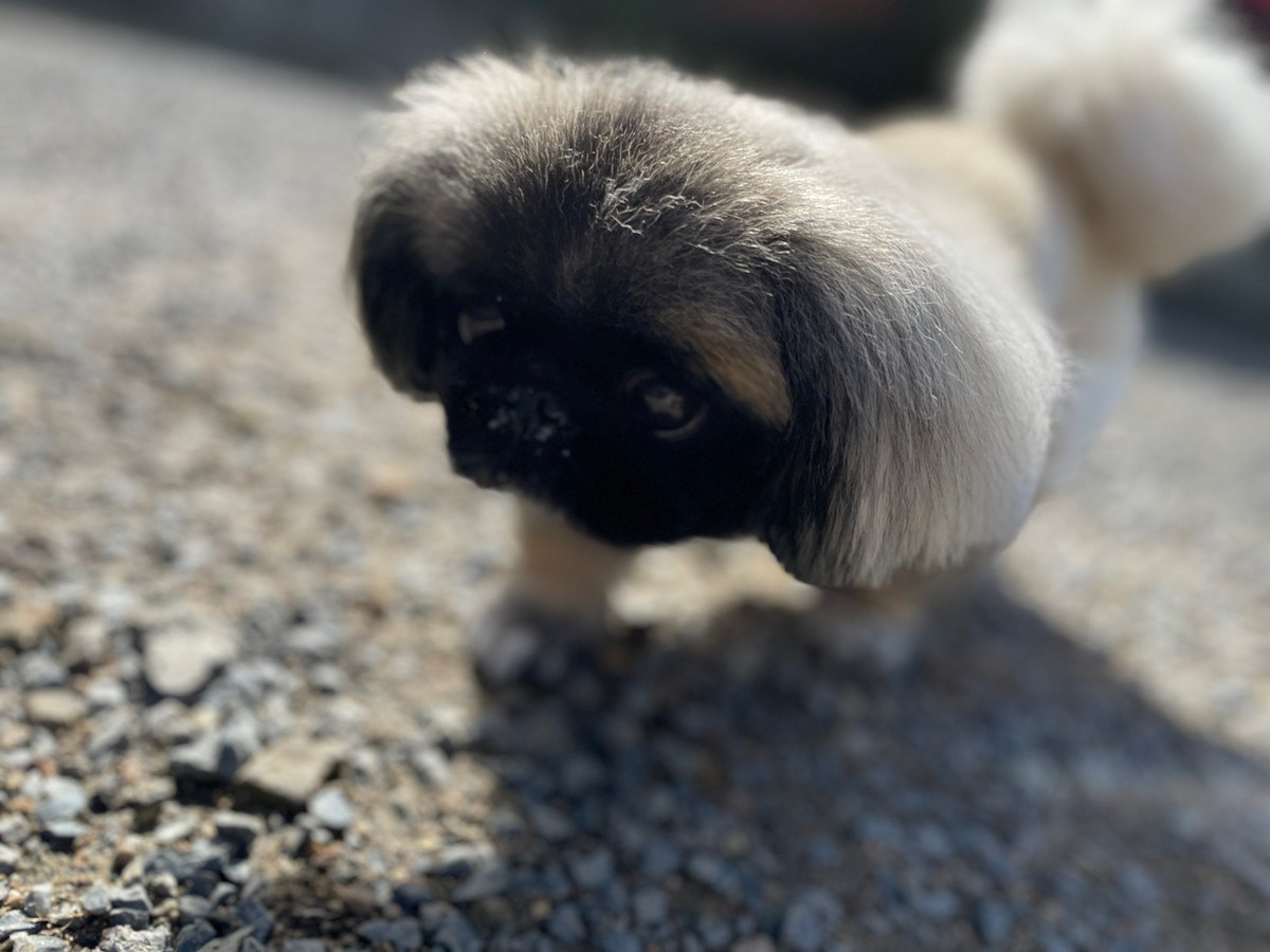 大阪の老犬ホーム