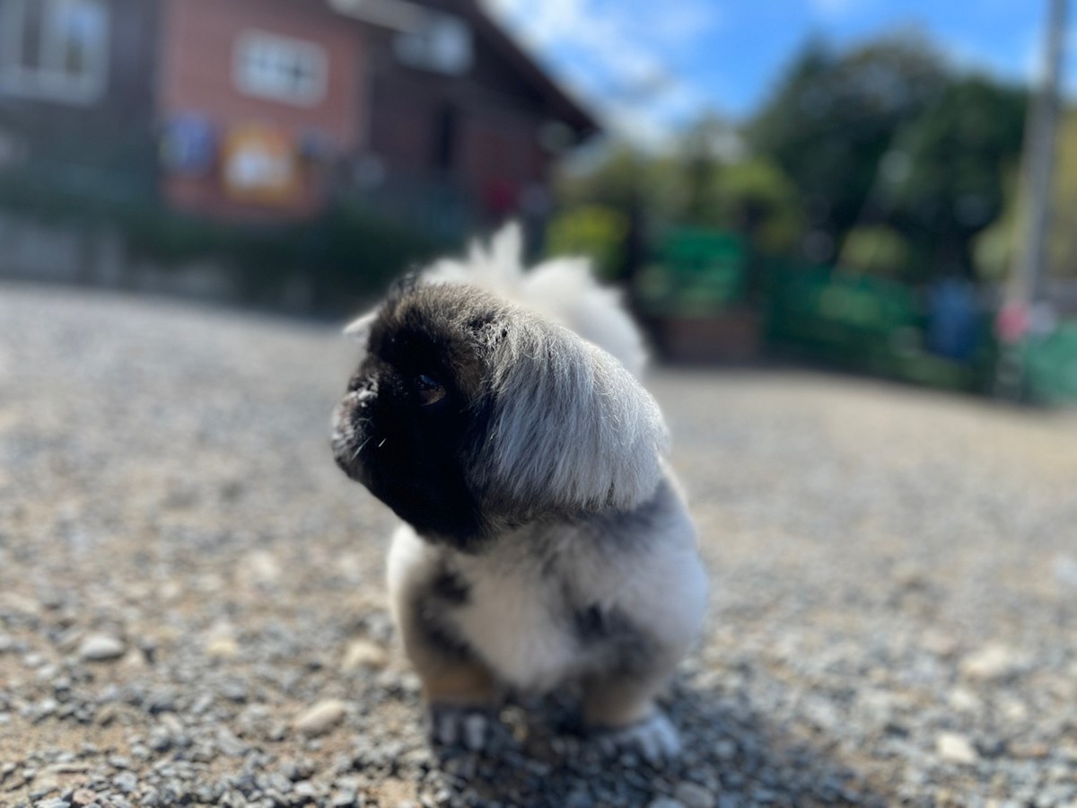 老犬ホーム大阪