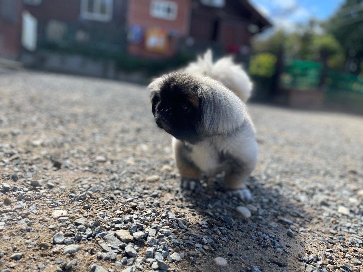 大阪の老犬ホーム