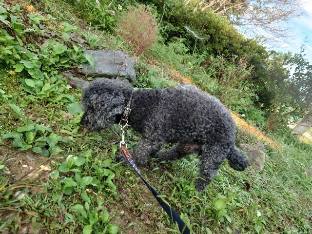大阪の老犬ホーム