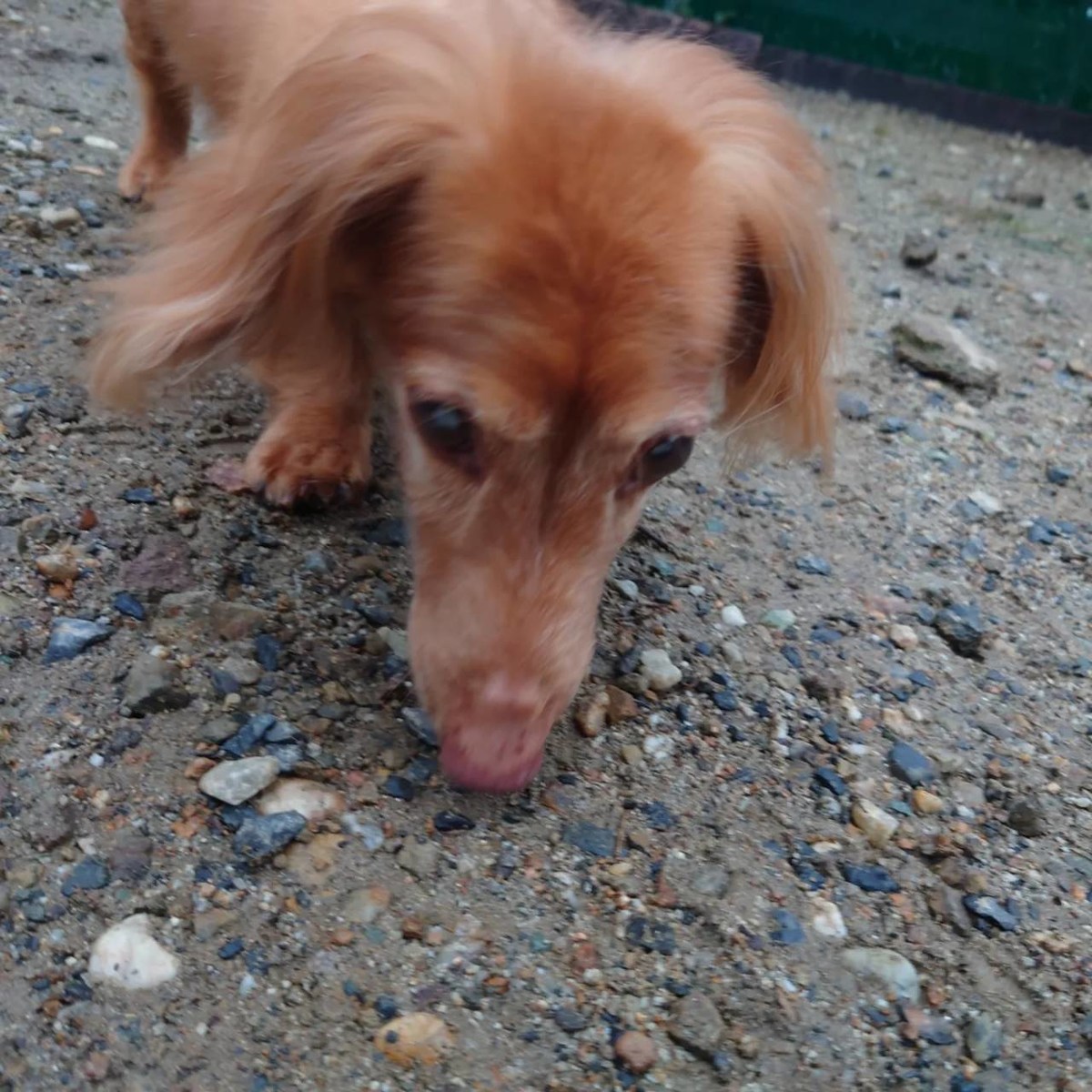 老犬ホーム大阪