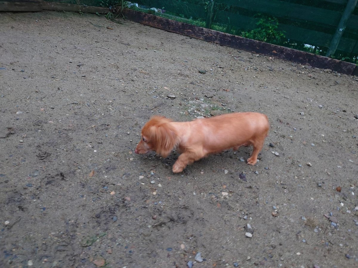 大阪の老犬ホーム