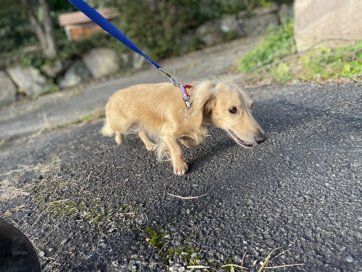 老犬ホーム大阪