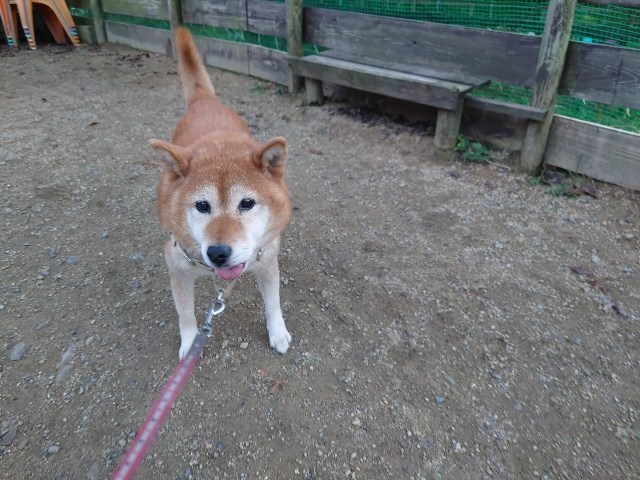 大阪の老犬ホーム