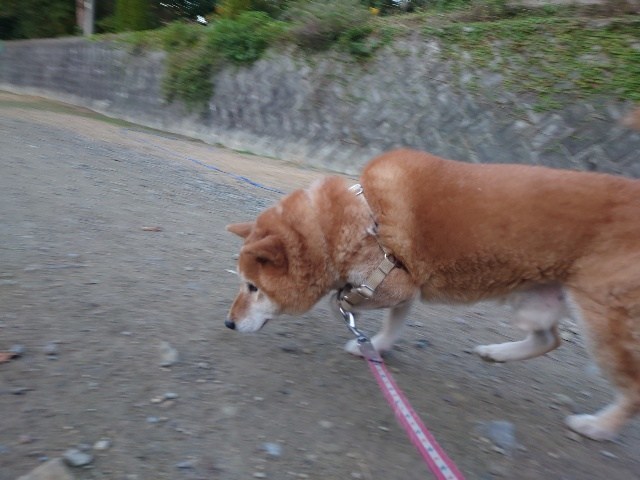 ドッグホテル京都