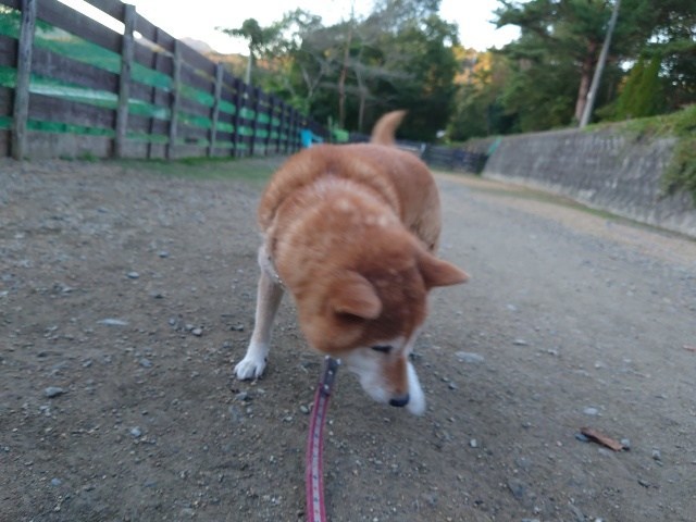 京都の老犬ホーム