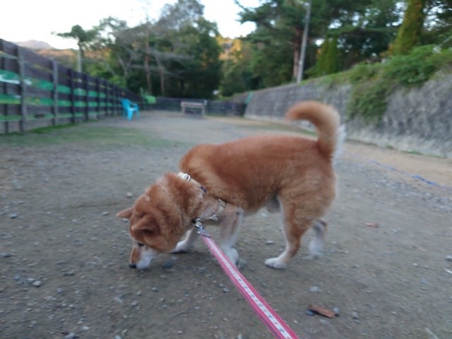 老犬ホーム大阪