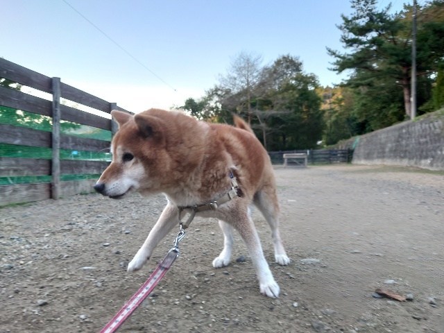 ドッグラン京都