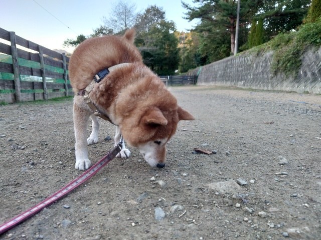 京都のドッグラン