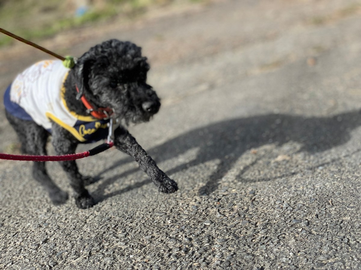 大阪の老犬ホーム