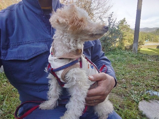 老犬ホーム大阪