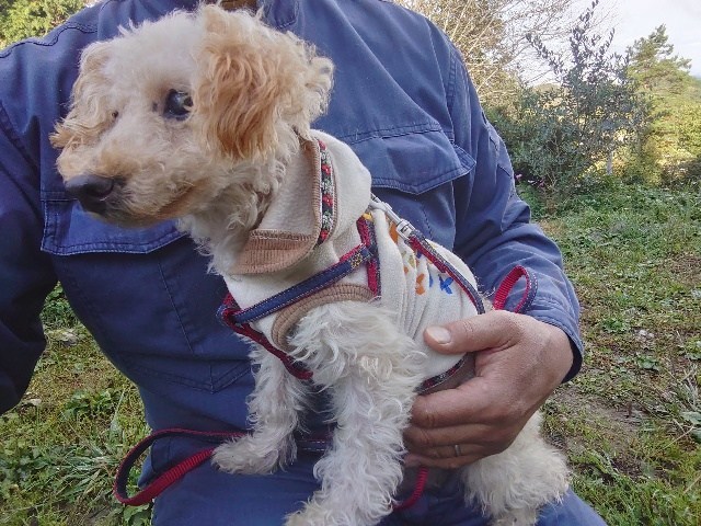 京都の老犬ホーム