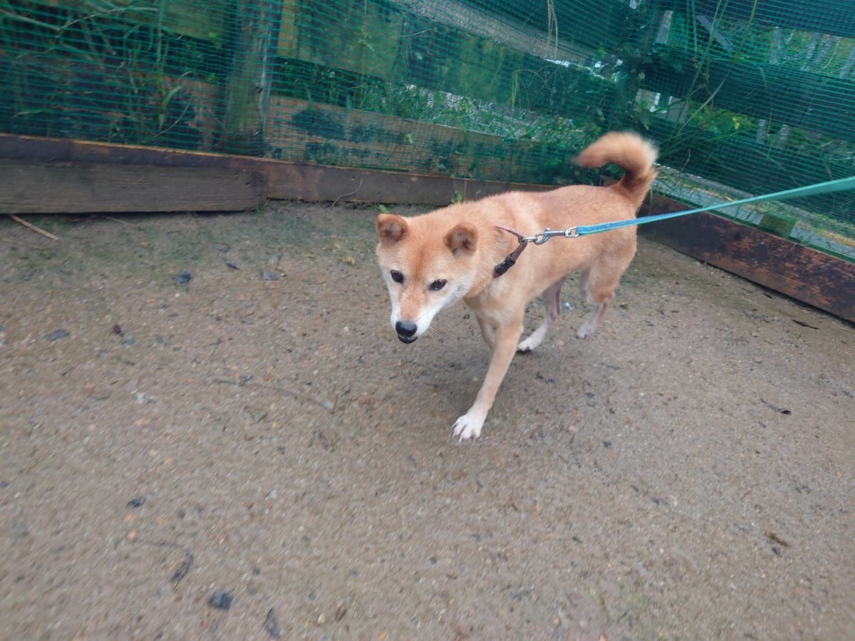 大阪の老犬ホーム