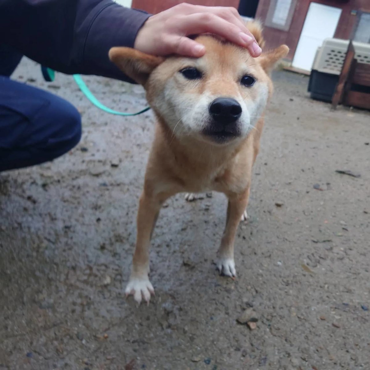 京都の老犬ホーム