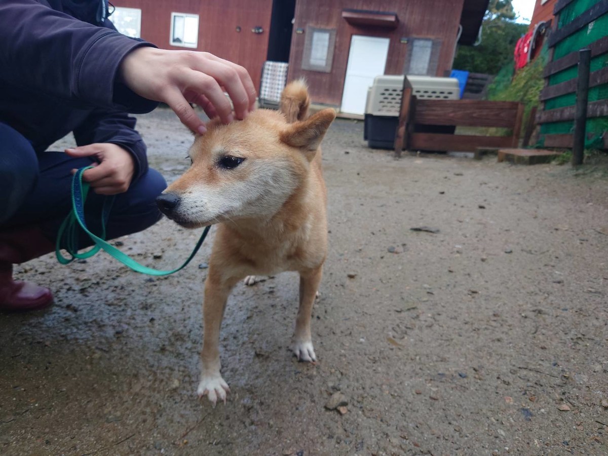 老犬ホーム大阪