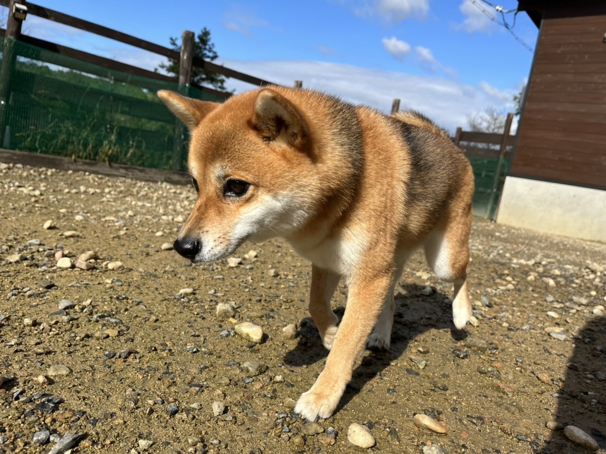 老犬ホーム大阪