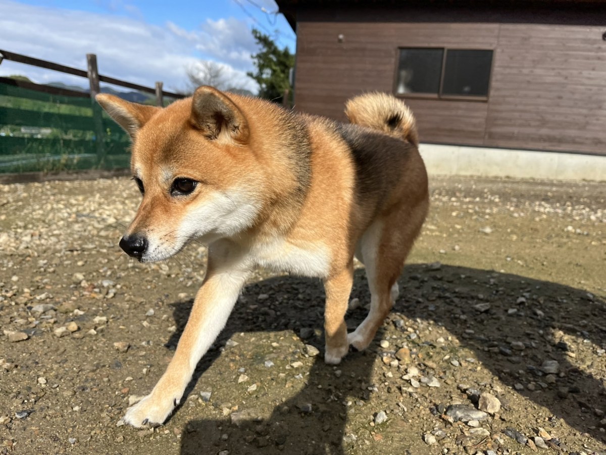 京都のドッグラン