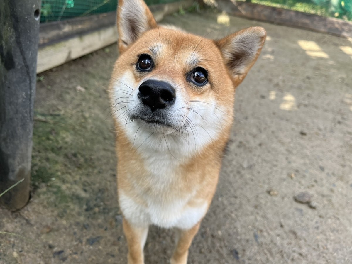 ドッグホテル京都