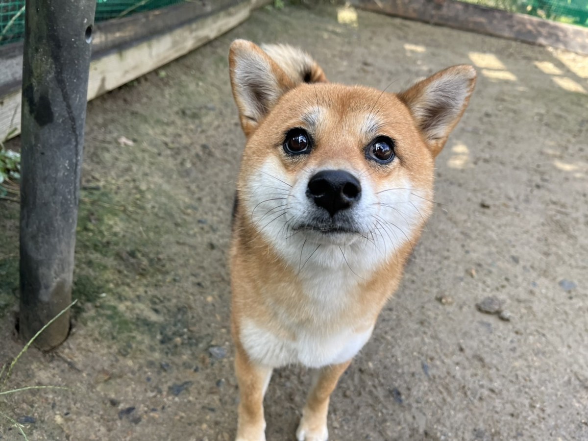 京都のドッグラン